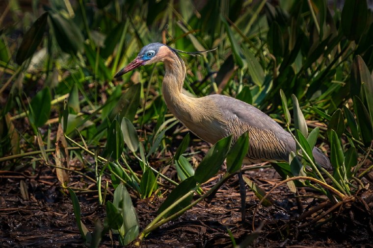 080 Noord Pantanal, fluitreiger.jpg